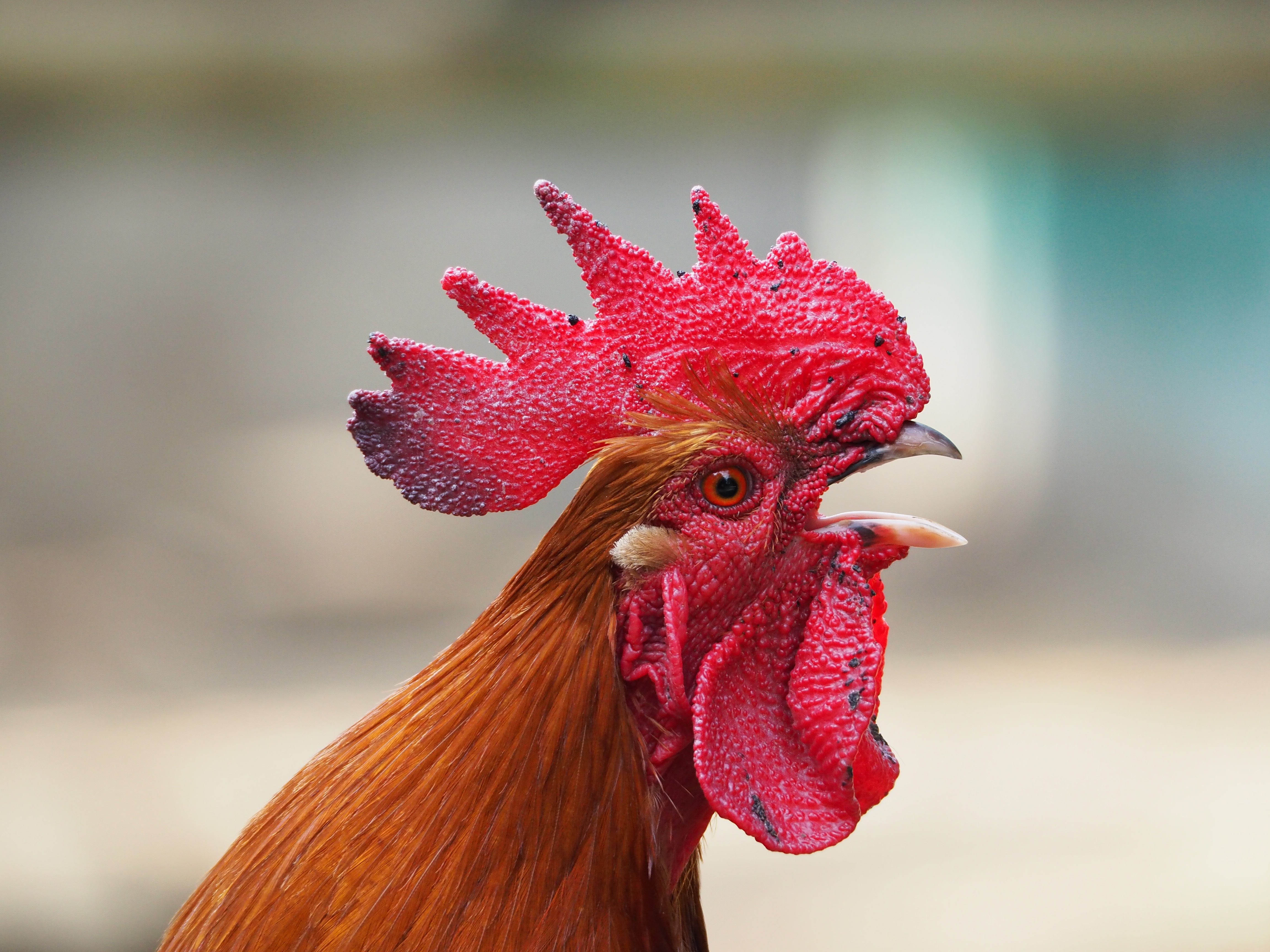 ISO-22000-Rooster